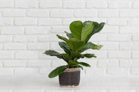6" Fiddle Leaf Fig + Basket